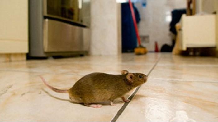 Solusi Pengendalian Tikus